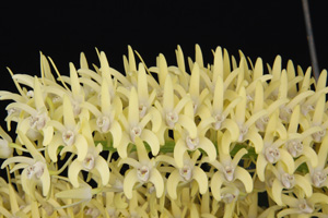 Den. speciosum var. curvicaule Kabi 2010 HCC 77